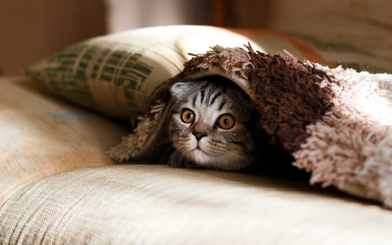 Is Pet Insurance Worth It? A Look at the Pros and Cons for Pet Owners